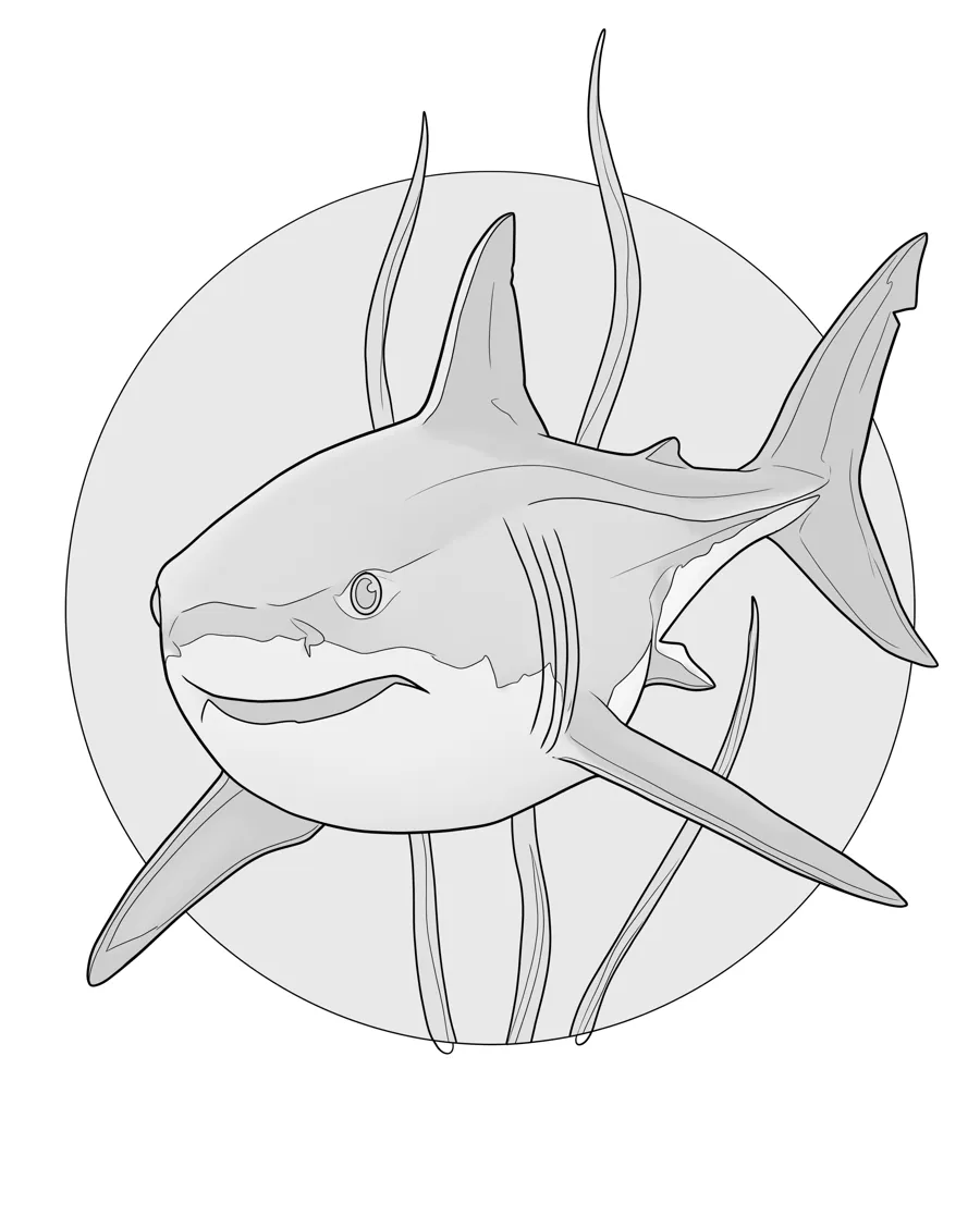 Great white shark as printed in the book: a line drawing with a light gray shading guide