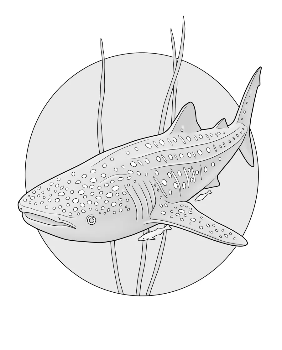 Whale shark as printed in the book: a line drawing with a light gray shading guide