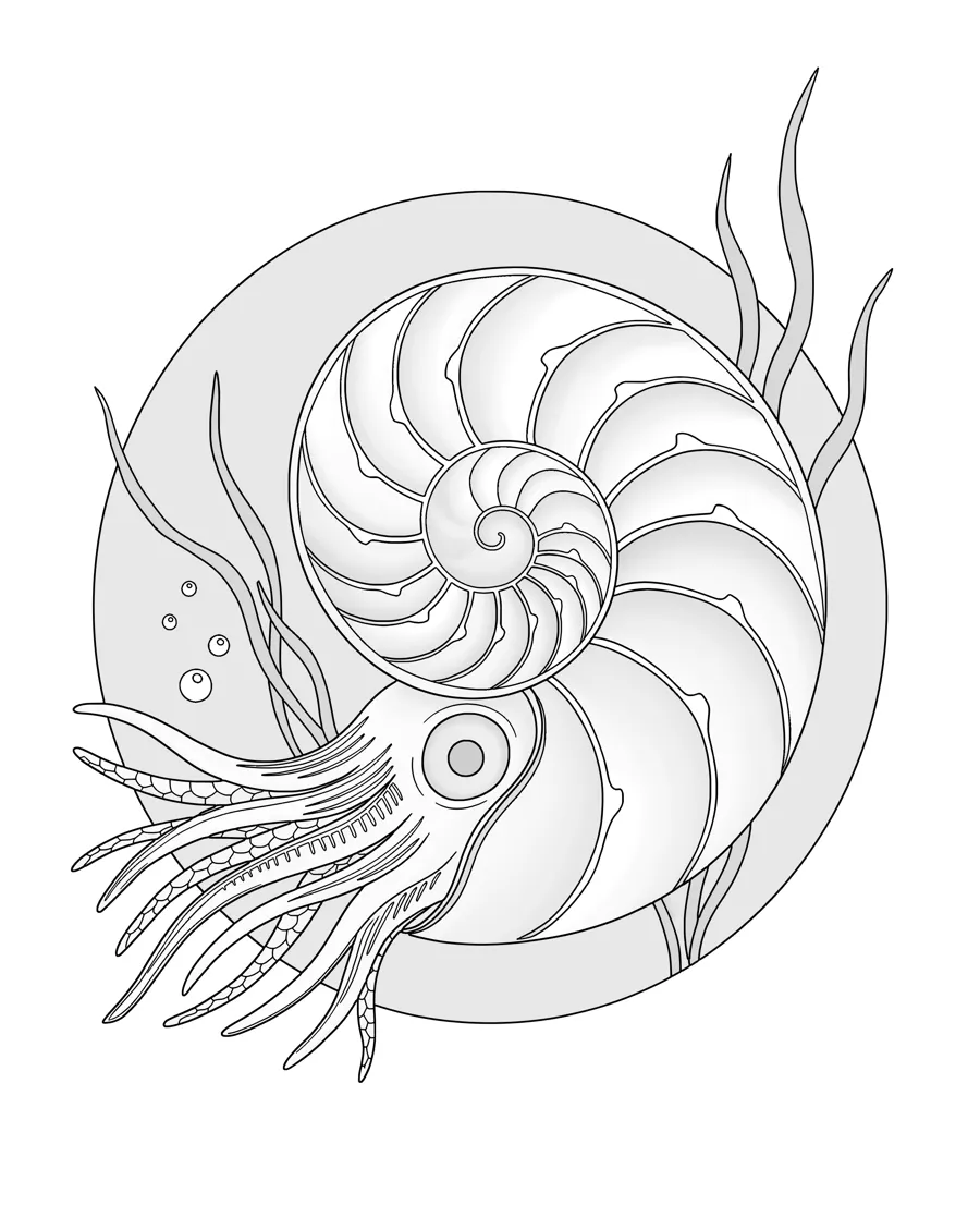 Nautilus as printed in the book: a line drawing with a light gray shading guide