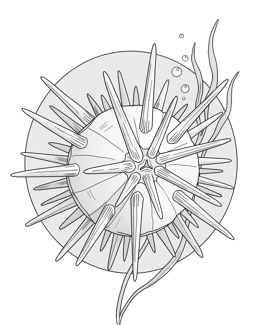 Sea urchin as printed in the book: a line drawing with a light gray shading guide