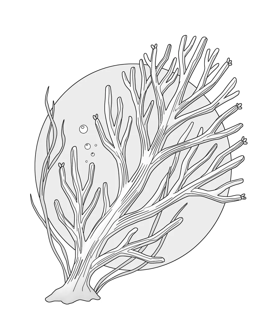 Sea fan coral as printed in the book: a line drawing with a light gray shading guide