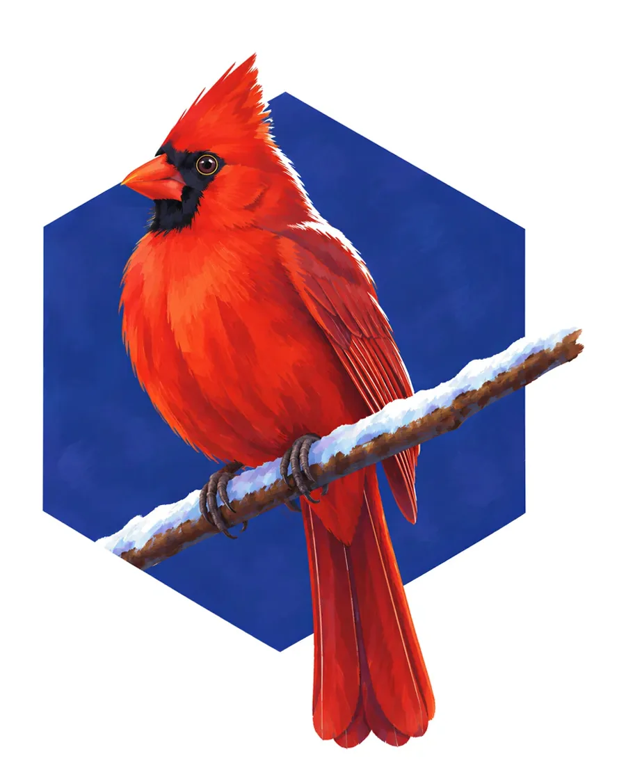 Northern cardinal color reference from Quiet Winter