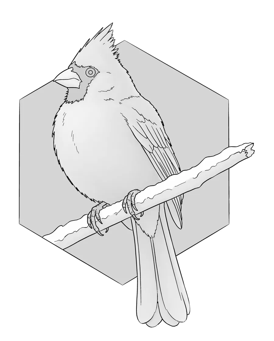 Northern cardinal as printed in the book: a line drawing with a light gray shading guide