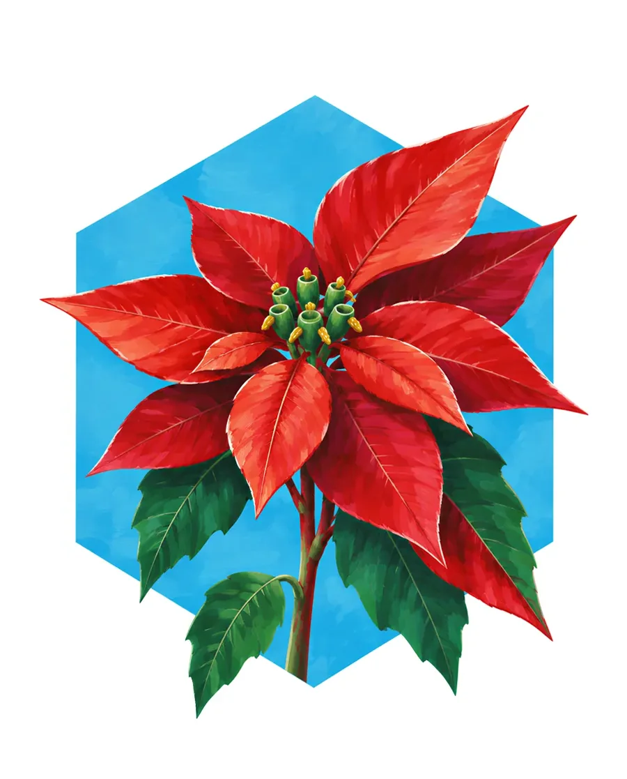 Poinsettia color reference from Quiet Winter