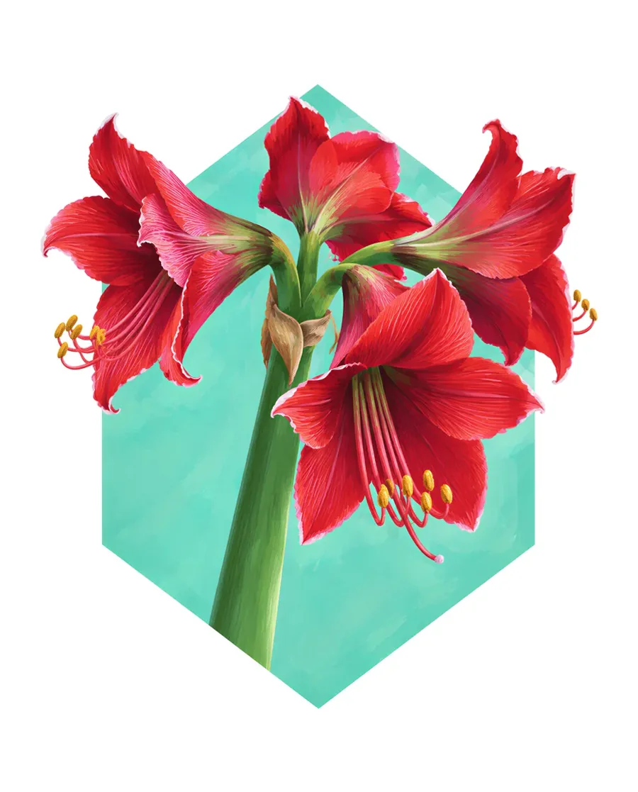 Amaryllis color reference from Quiet Winter