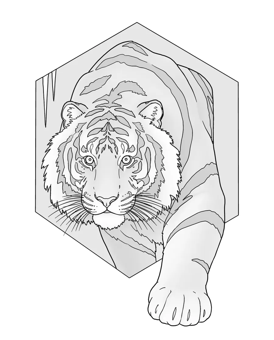 Siberian tiger as printed in the book: a line drawing with a light gray shading guide