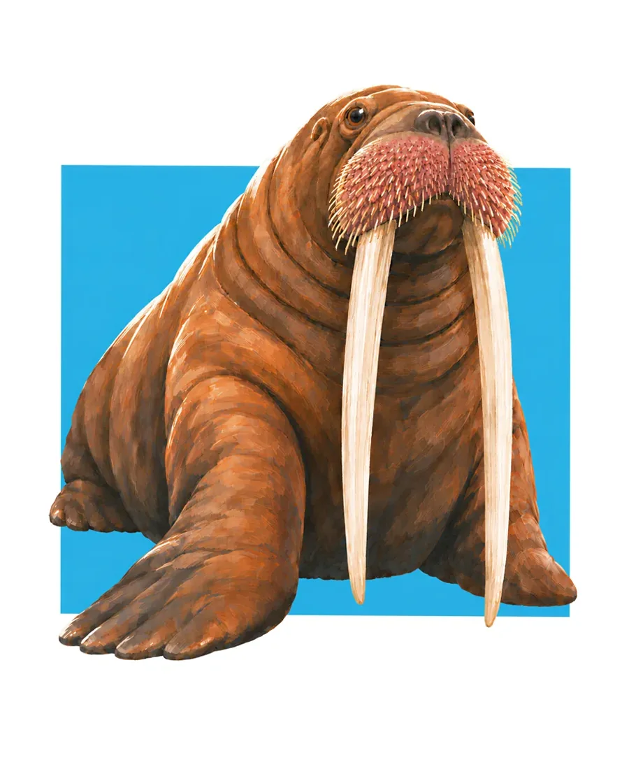 Walrus color reference from Quiet Winter