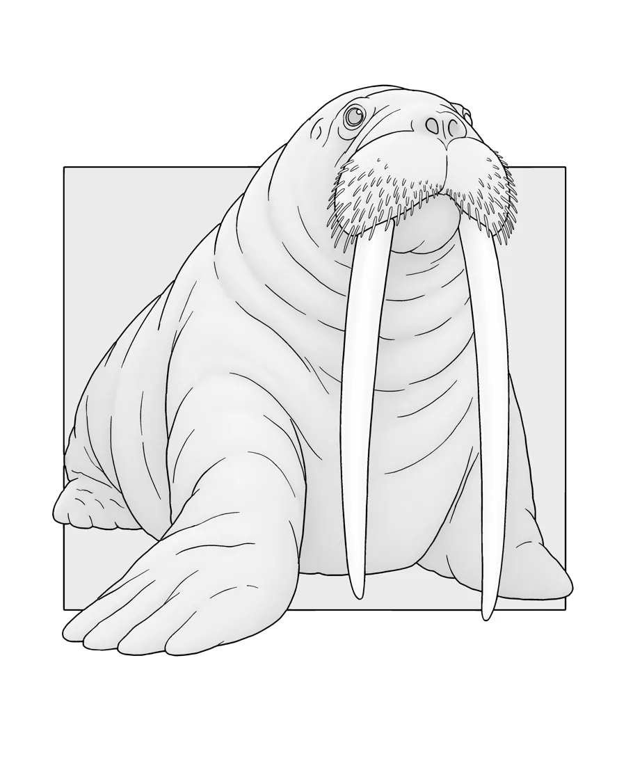 Walrus as printed in the book: a line drawing with a light gray shading guide