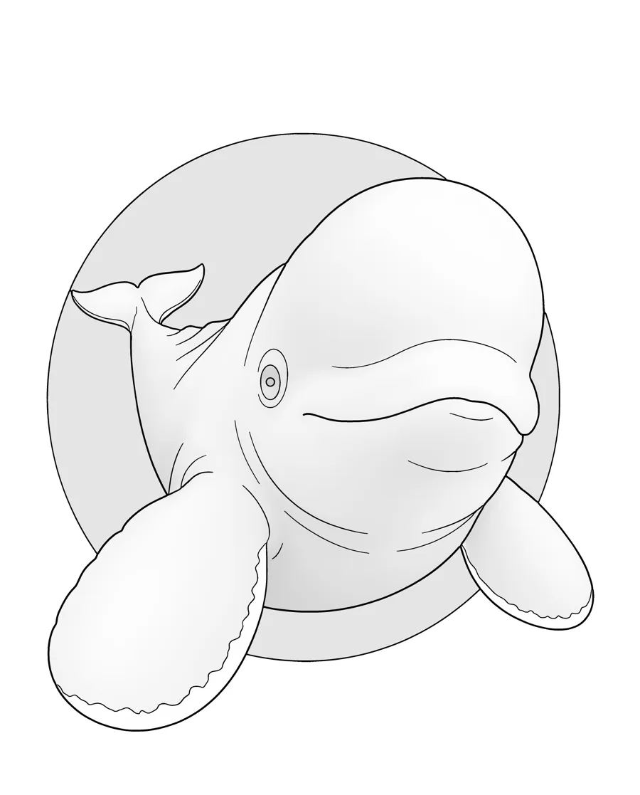 Beluga whale as printed in the book: a line drawing with a light gray shading guide