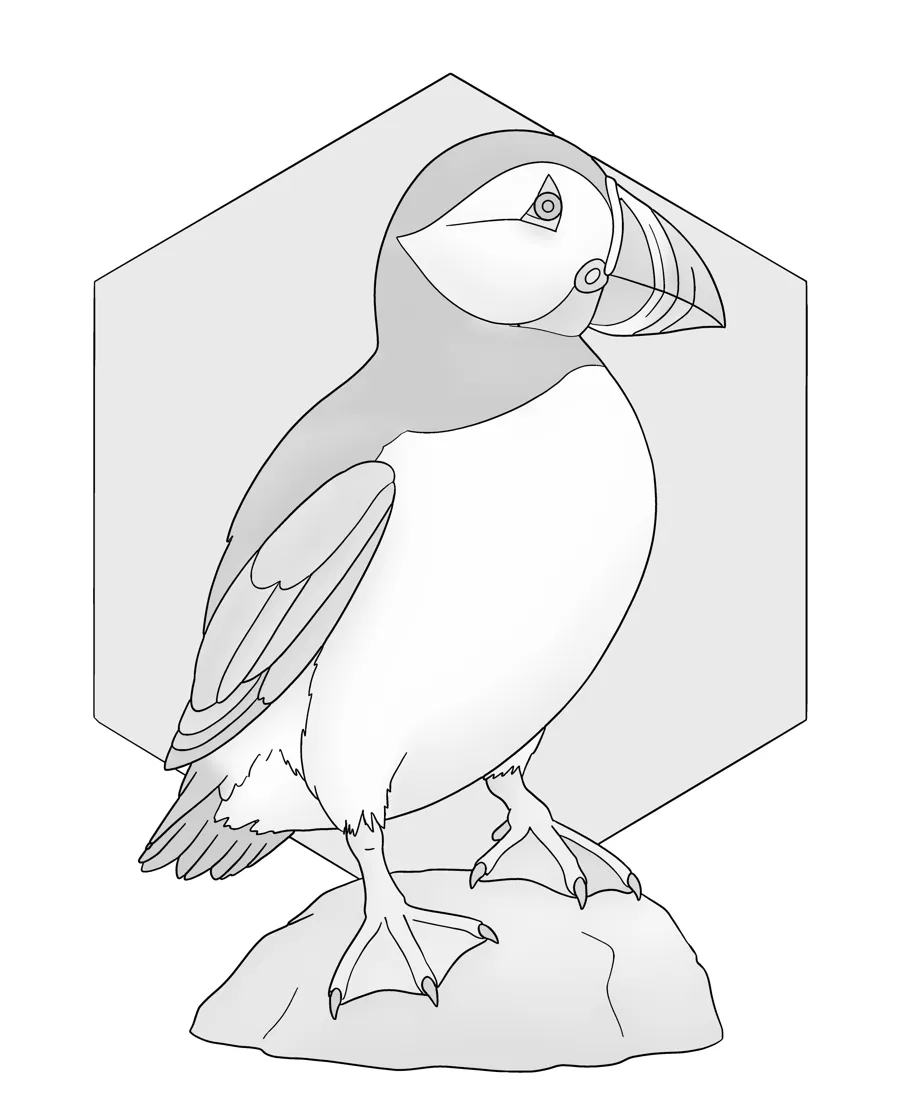 Atlantic puffin as printed in the book: a line drawing with a light gray shading guide
