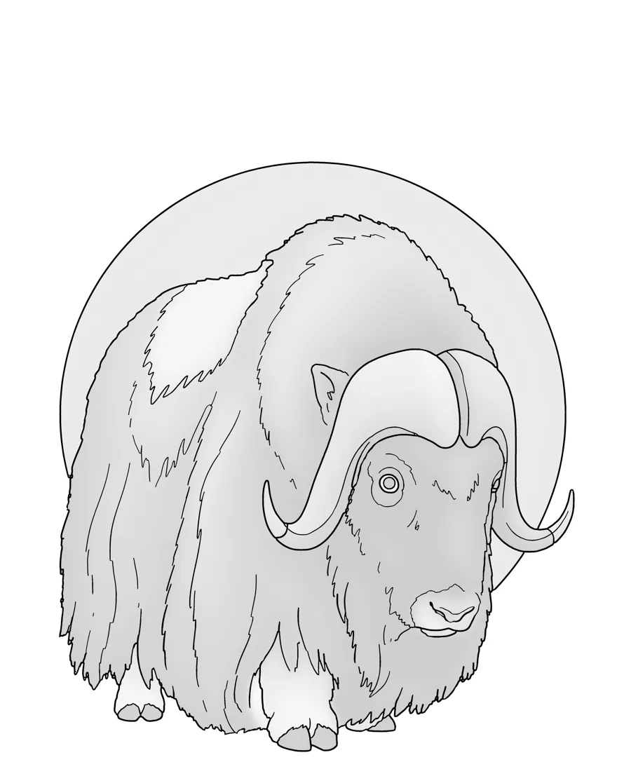 Musk ox as printed in the book: a line drawing with a light gray shading guide