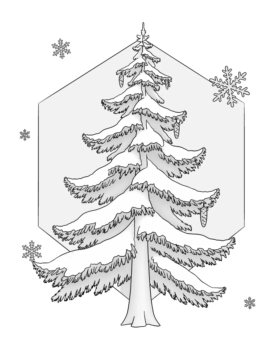 Snowy spruce as printed in the book: a line drawing with a light gray shading guide