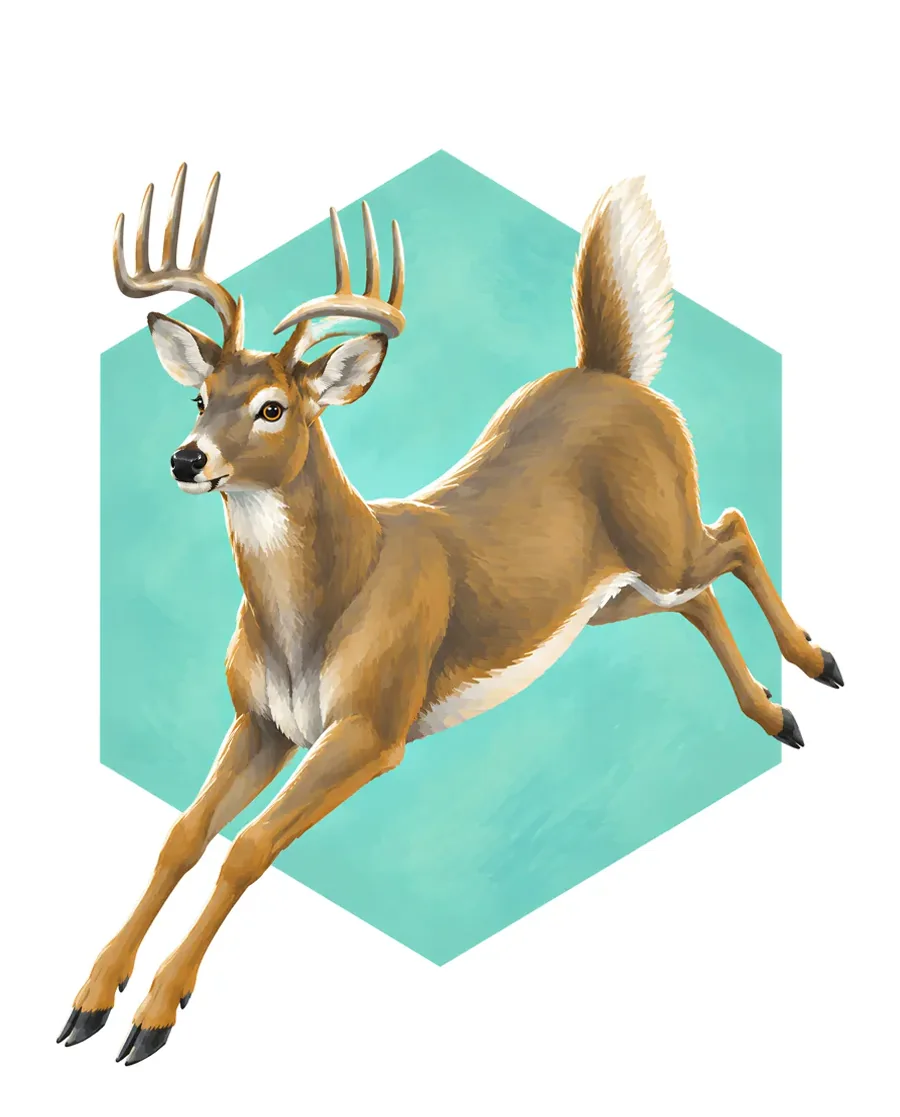 White-tailed deer color reference from Quiet Winter