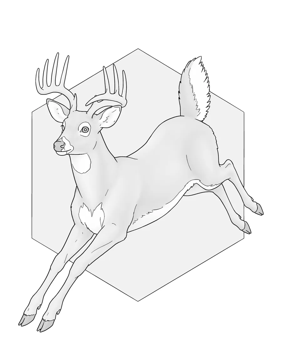 White-tailed deer as printed in the book: a line drawing with a light gray shading guide